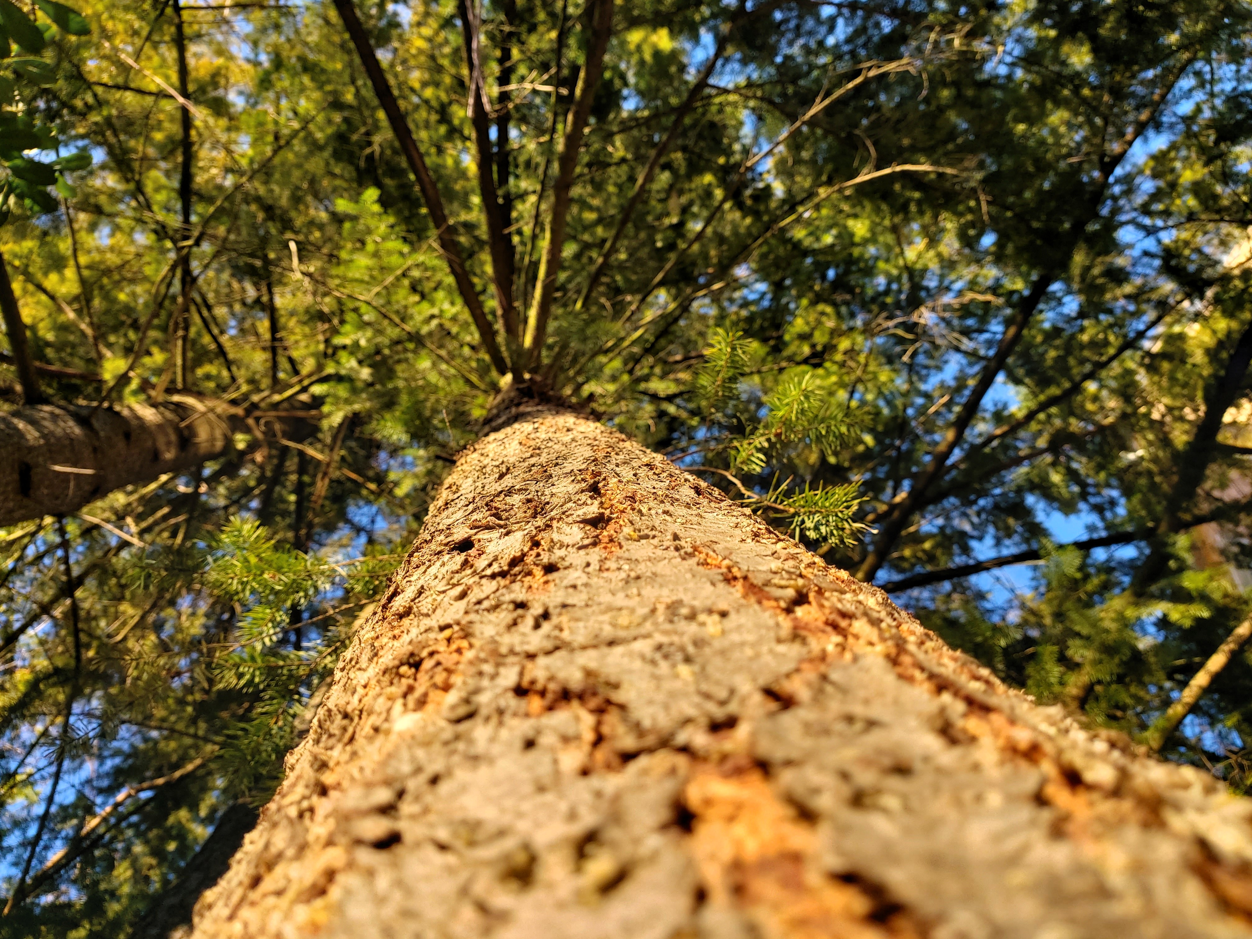 Ein Wald mitten in der Stadt