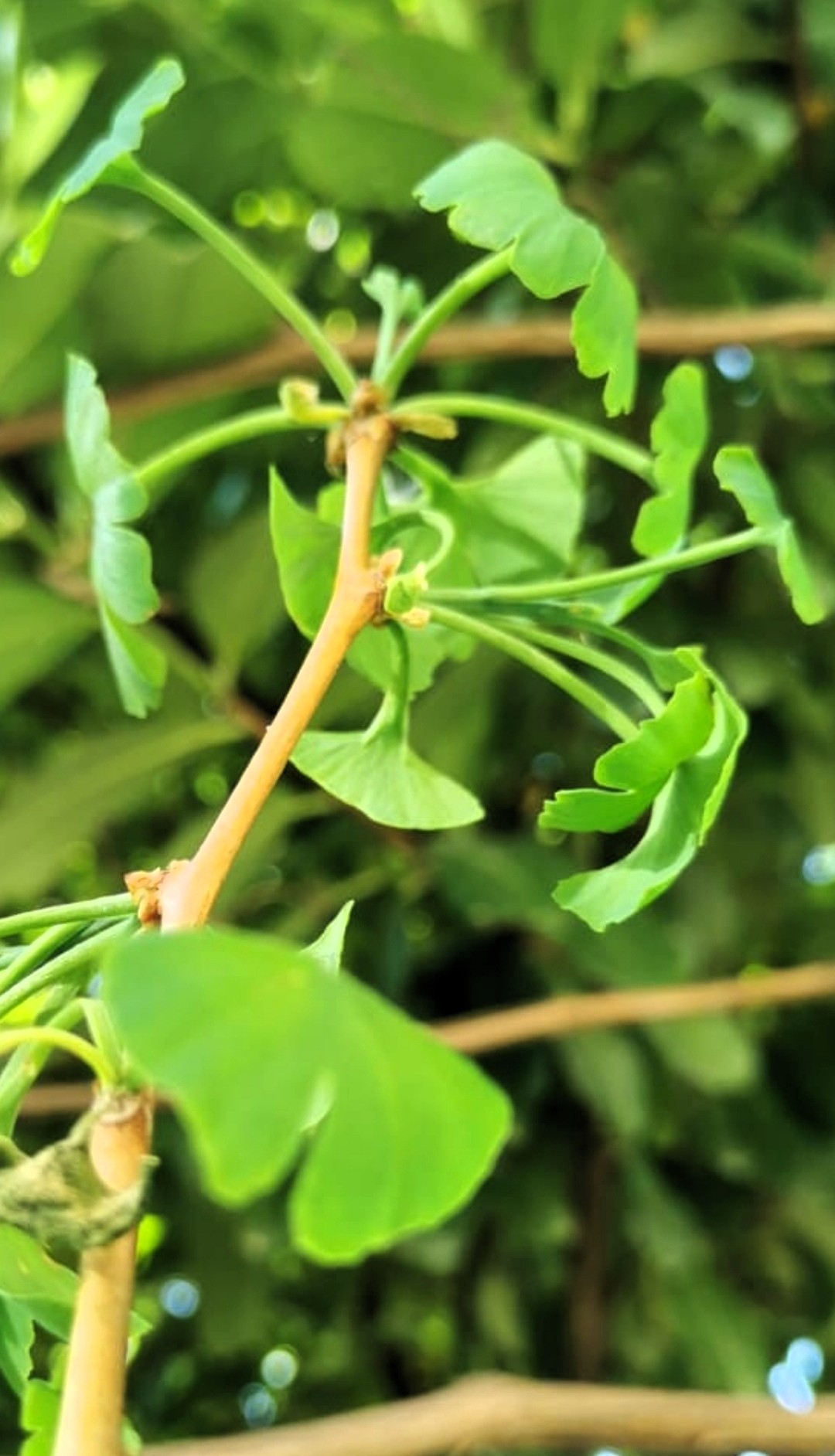 Michaels Ginkgos